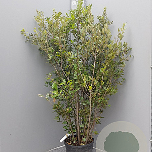 Quercus ilex 150-175 cm 18L