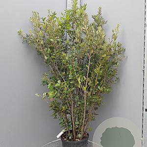 Quercus ilex 150-175 cm 18L