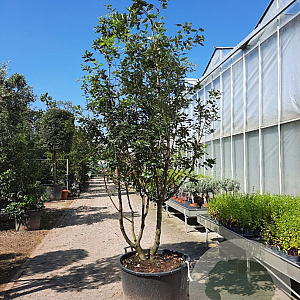 Quercus ilex 250-300 cm container paraplu