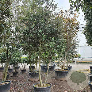 Quercus ilex 250-300 cm container paraplu