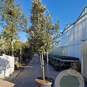 Quercus ilex 250-300 cm container paraplu