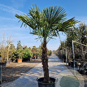 Trachycarpus fortunei 110 cm stam container