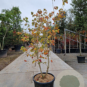 Cornus k. 'Satomi' 125-150 cm container meerstammig
