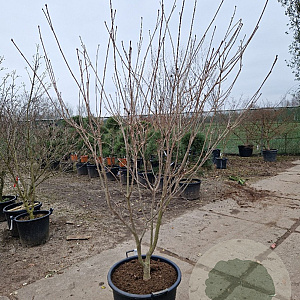 Cornus k. 'Satomi' 150-175 cm container meerstammig