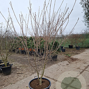 Cornus k. 'Satomi' 150-175 cm container meerstammig