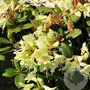 Rhododendron 'Shamrock' 30 cm 5,0L