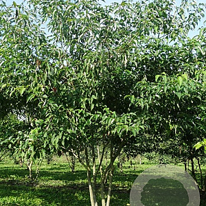 Cornus alternifolia 350-400 cm draadkluit meerstammig struik