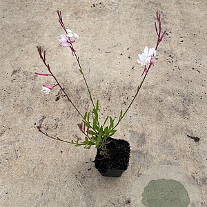 Gaura l. 'Whirling Butterflies' GM P9