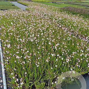 Gaura l. 'Whirling Butterflies' GM P9