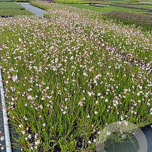 Gaura l. 'Whirling Butterflies' GM P9