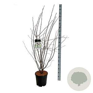 Amelanchier lamarckii 125-150 cm 15L