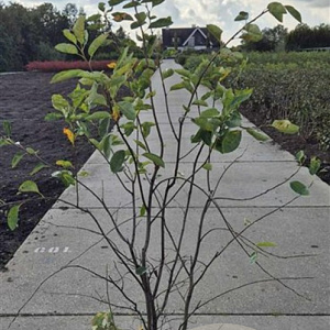 Amelanchier lamarckii 125-150 cm 15L