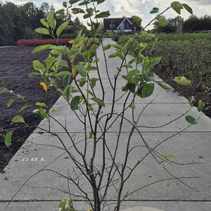 Amelanchier lamarckii 125-150 cm 15L
