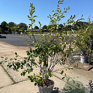 Amelanchier lamarckii 125-150 cm 15L