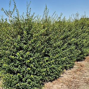 Osmanthus burkwoodii 175-200 cm draadkluit extra