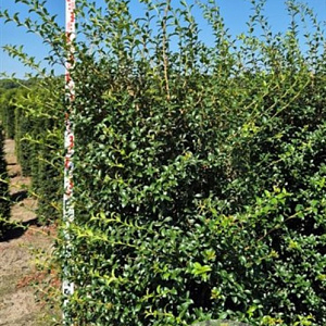 Osmanthus burkwoodii 175-200 cm draadkluit extra
