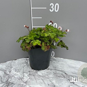 Geranium cant. 'Biokovo' GM 2,0L