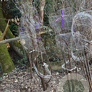 Acer griseum 200-250 cm draadkluit meerstammig