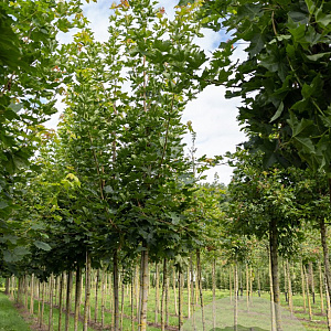 Acer platanoides 16-18 HO draadkluit