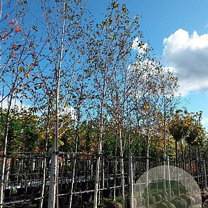 Betula utilis 'Doorenbos' 18-20 HO draadkluit