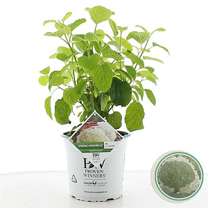 Hydrangea a. Strong Annabelle 30-40 cm 5,0L