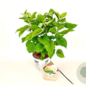 Hydrangea a. Strong Annabelle 30-40 cm 5,0L