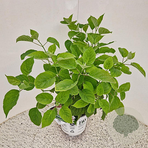 Hydrangea a. Strong Annabelle 30-40 cm 5,0L