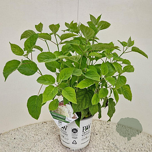 Hydrangea a. Strong Annabelle 30-40 cm 5,0L