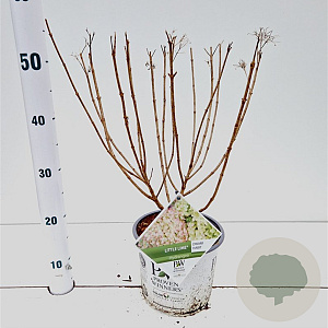 Hydrangea pan. Little Lime 30-40 cm 3,0L