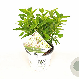 Hydrangea pan. Little Lime 30-40 cm 3,0L