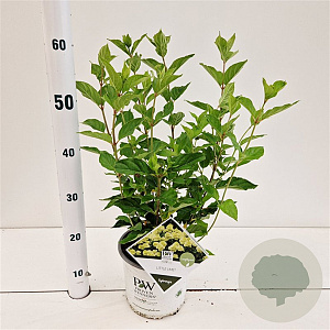 Hydrangea pan. Little Lime 30-40 cm 3,0L