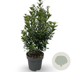 Ilex meserv. 'Heckenpracht' 100-125 cm met kluit extra