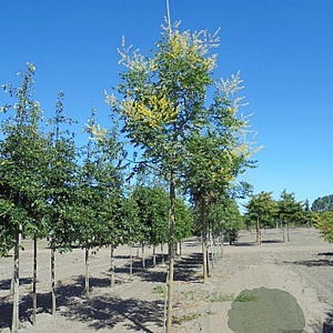 Koelreuteria paniculata 12-14 HO draadkluit
