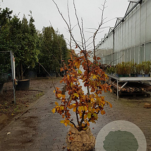 Parrotia persica 200-250 cm draadkluit meerstammig