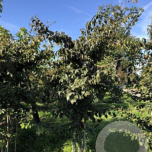 Parrotia persica 200-250 cm draadkluit meerstammig