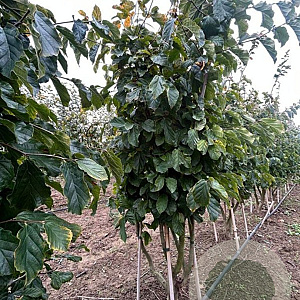 Parrotia persica 200-250 cm draadkluit meerstammig