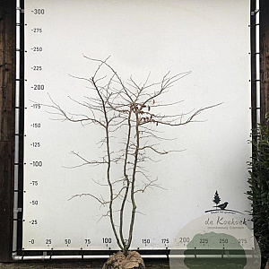 Parrotia persica 200-250 cm draadkluit meerstammig