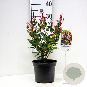 Photinia fraseri 'Red Robin' 30-40 cm 3,0L
