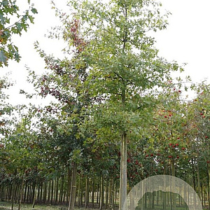 Quercus palustris 20-25 HO draadkluit