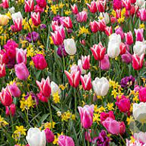 Bollenmengsel Venlo M2