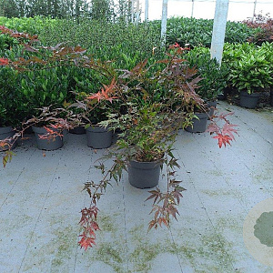 Acer pal. 'Atropurpureum' 80-100 cm 10L