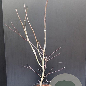 Acer pal. 'Atropurpureum' 80-100 cm 10L