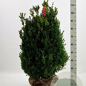 Buxus sempervirens 60-80 cm met kluit struik
