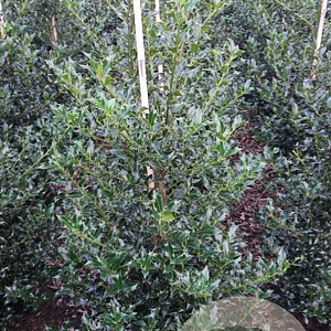 Ilex aq. 'Alaska' 100-125 cm met kluit