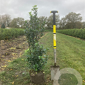 Ilex meserv. Heckenfee 100-125 cm met kluit