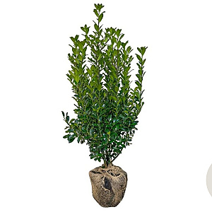 Ilex meserv. 'Heckenpracht' 80-100 cm met kluit