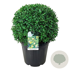 Ligustrum vulg. 'Atrovirens' 125-150 cm met kluit