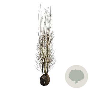 Ligustrum vulg. 'Atrovirens' 175-200 cm met kluit