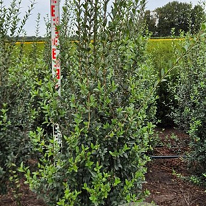 Ligustrum vulg. 'Atrovirens' 175-200 cm met kluit