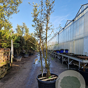 Quercus suber 200-250 cm cont. 130L meerstammig